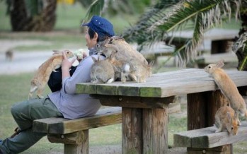Ōkunoshima in Japan, The Rabbit Island